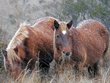 Wild horses photo by Becky Gregory