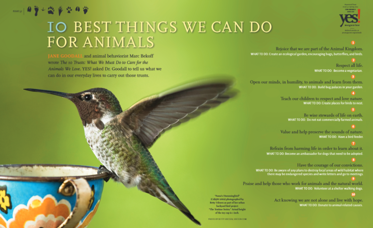 10 Best Things We Can Do for Animals Poster