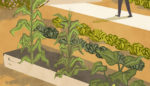Comic: Why You Should Turn Your Yard Into a Mini-Farm