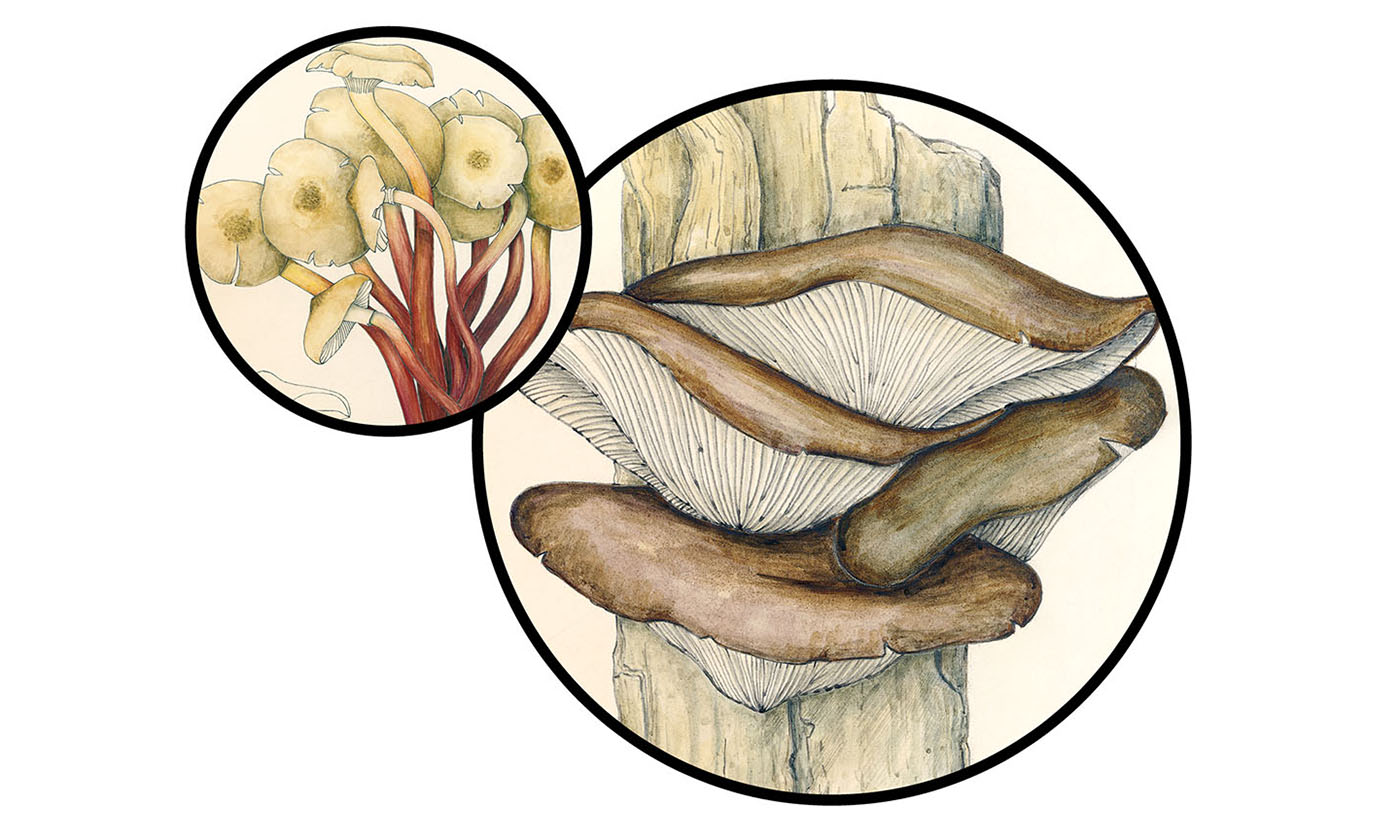 Infographic How Mushrooms Clean Up Toxic Messes YES! Magazine
