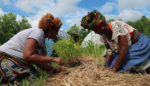 Black Farmers Embrace Practices of Climate Resiliency
