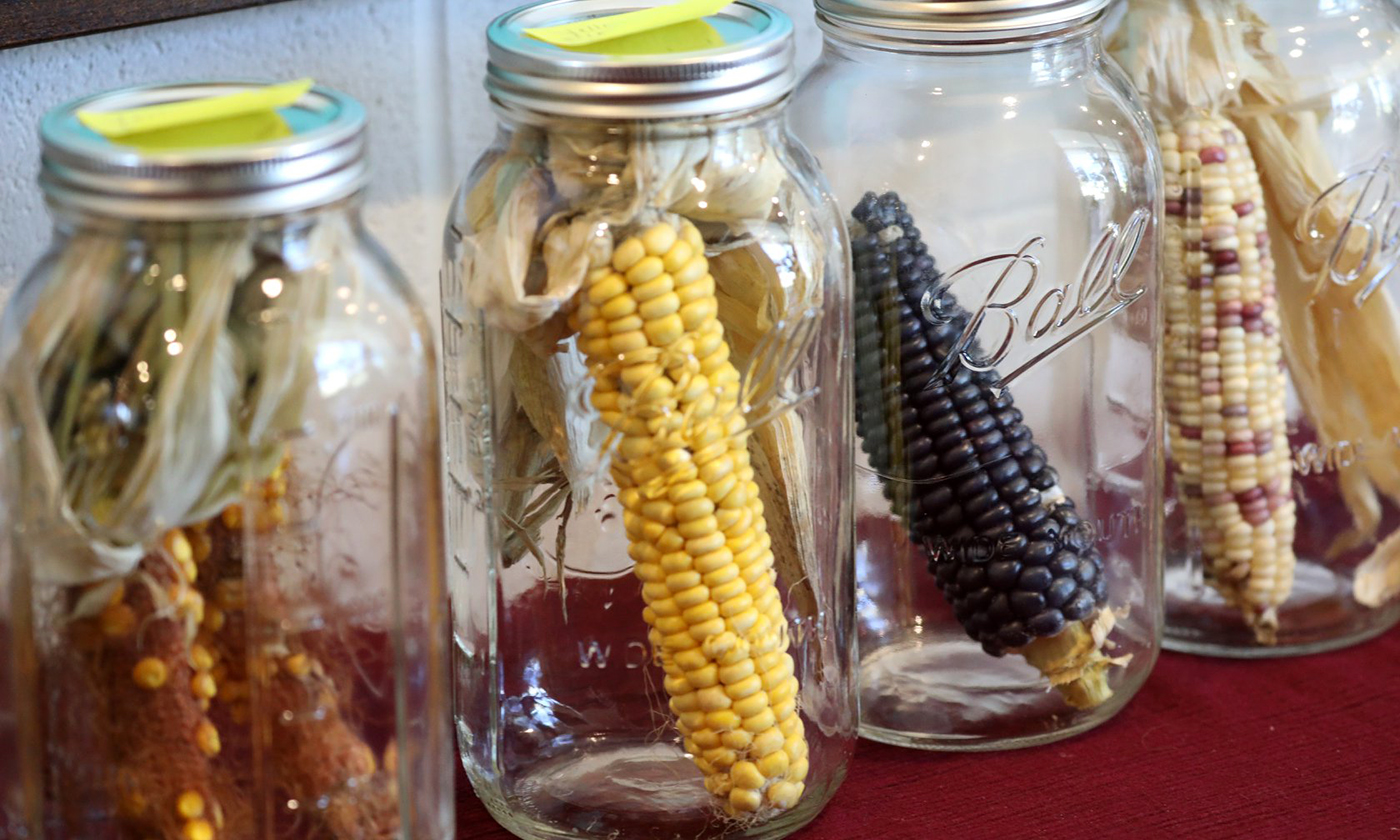 Pawnee corn seeds are placed in jars to be stored in safe places.