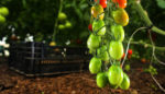 What U.S. Farming Can Do to Stop Climate Change