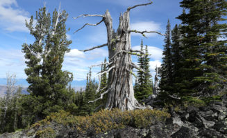 Flathead Reservation whitebark pine tree