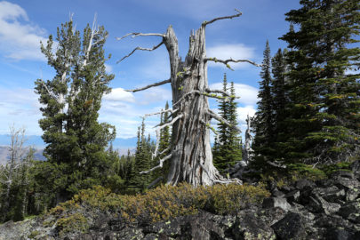 Flathead Reservation whitebark pine tree