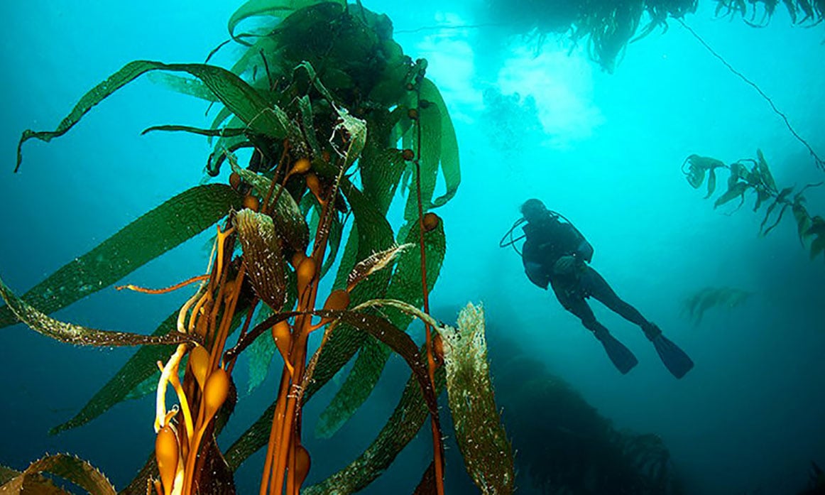What Kelp Forests Can Do for the Climate - YES! Magazine