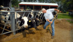 These Small Dairy Farms Are a Model for a Resilient Food System