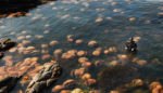 Paying Attention to Nature—Urgently