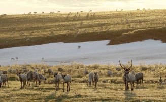 ANWR