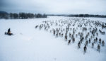 Fighting for Free-Range Reindeer in Norway’s Far North