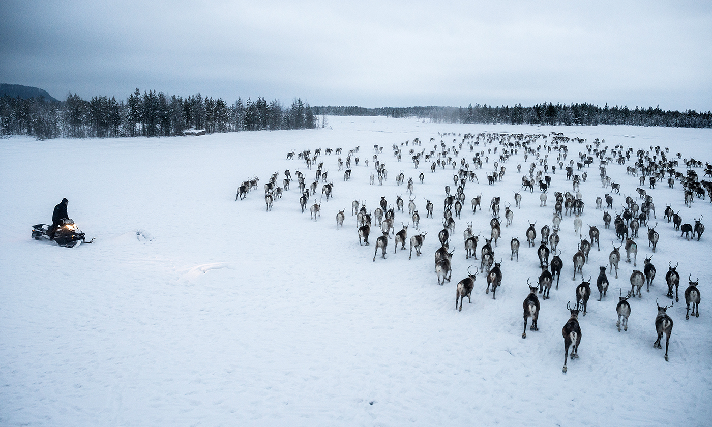 Fighting For Free Range Reindeer In Norway S Far North Yes Magazine