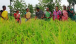 Indian Women Turn to Ancient Grains to Feed Their Families and Their Futures
