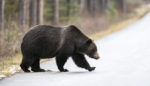 The Grizzly in the Driveway