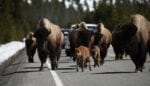 The Beauty of Beasts (and How to Save Them From Us)