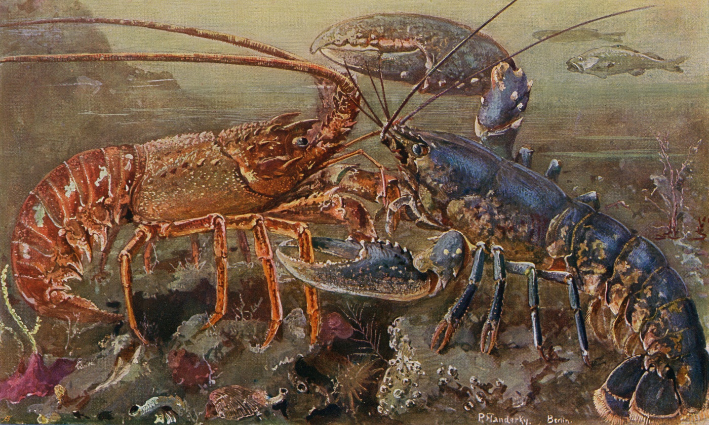 Lobster Gangs and Debunking “The Tragedy of the Commons” - YES 