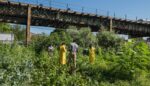Growing Food Justice in Brooklyn