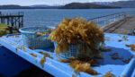 Cultivating Food Sovereignty Through Regenerative Ocean Farming