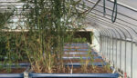 Combining Old and New: Aquaponics Opens the Door to Indigenous Food Security