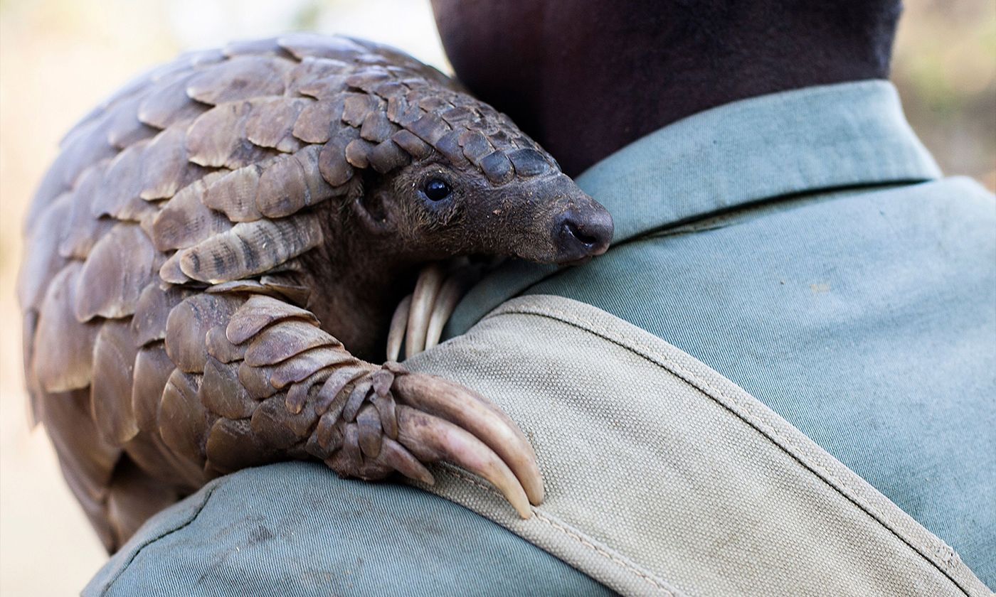 How Indigenous Traditions Are Saving Zimbabwe's Endangered Wildlife - YES! Magazine How Indigenous Traditions Are Saving Zimbabwe's Endangered Wildlife - YES! Magazine