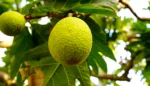 Could Breadfruit Help Trinidad and Tobago Brace for Climate Change?