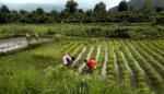 Resurrecting Climate-Resilient Rice in India