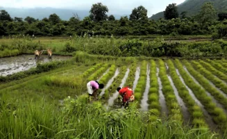 Two women working on transplanting rice crops