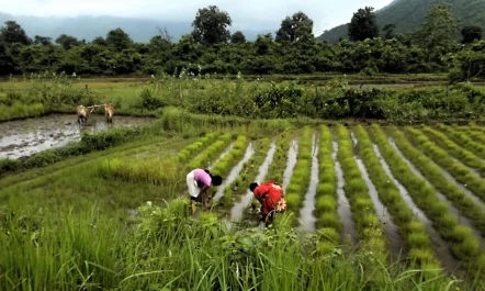 Two women working on transplanting rice crops