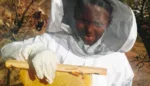 Why Farmers in Zimbabwe Are Shifting to Bees
