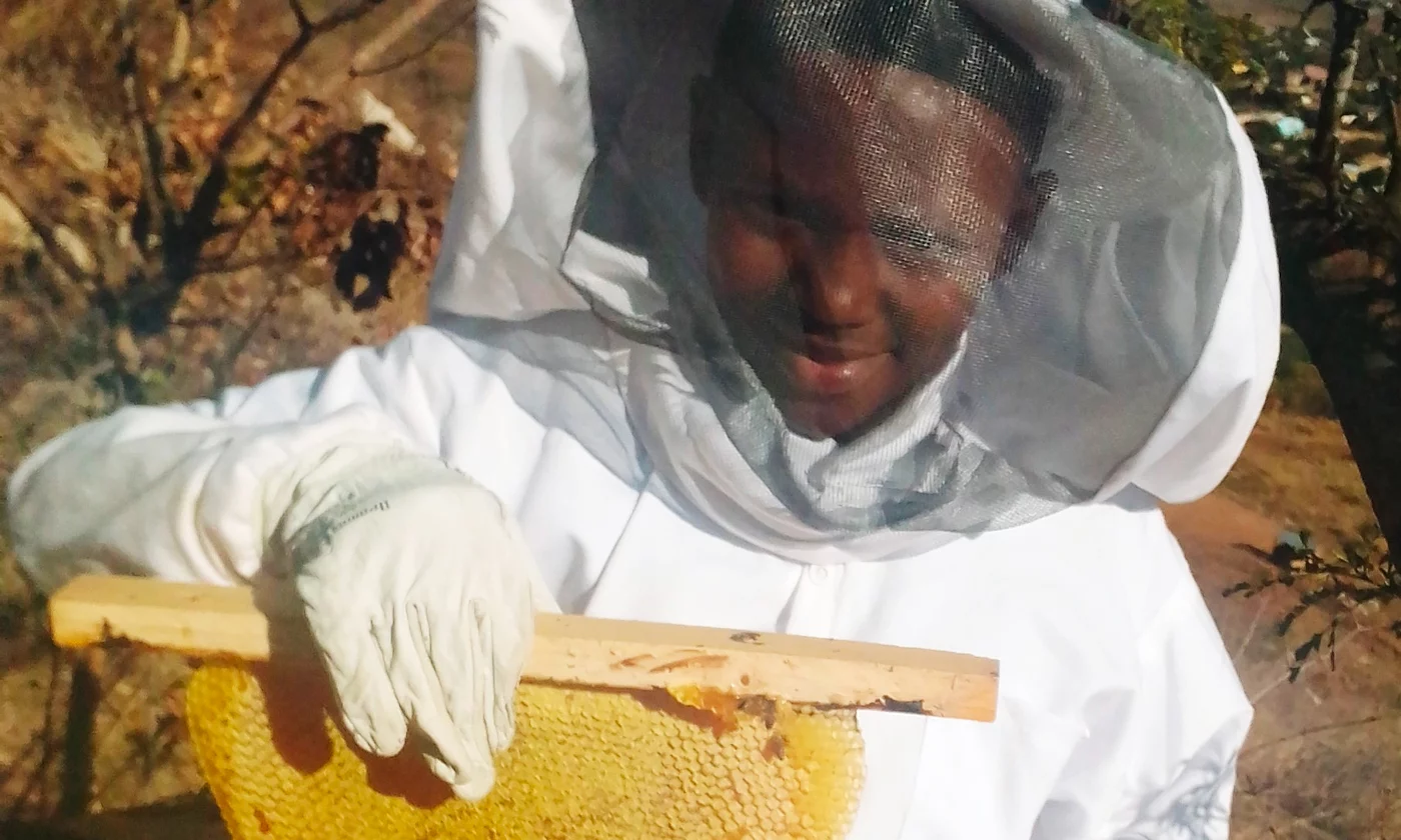 Why Farmers in Zimbabwe Are Shifting to Bees