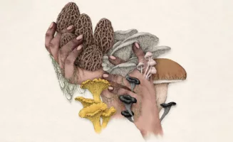 An illustration shows two hands holding a variety of wild mushroom types, including morels, chanterelles, oysters, and boletes.