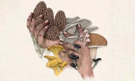 An illustration shows two hands holding a variety of wild mushroom types, including morels, chanterelles, oysters, and boletes.