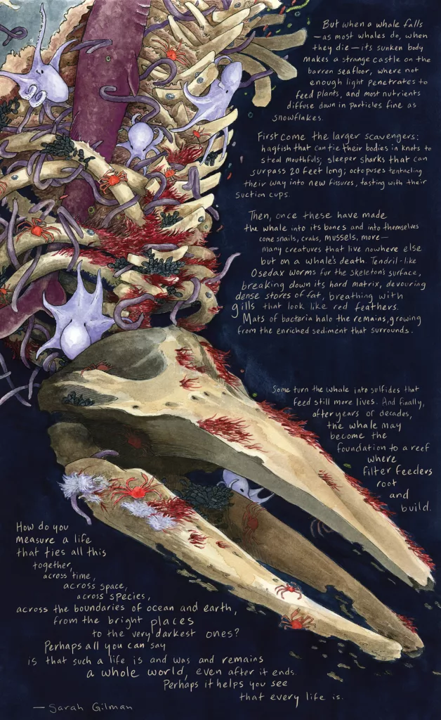 But when a whale falls—as most whales do, when they die—its sunken body makes a strange castle on the barren seafloor, where not enough light penetrates to feed plants, and most nutrients diffuse down in particles fine as snowflakes.
 
First come the larger scavengers, hagfish that can tie their bodies in knots for leverage to steal mouthfuls; black, scar-nosed sleeper sharks that can surpass 20 feet long; octopuses tentacling their way into new fissures, tasting with their suction cups.
 
Then, once these have made the whale into its bones and into themselves, come snails, crabs, mussels, more—many creatures that live nowhere else but on a whale’s death. Tendril-like Osedax worms fur the skeleton’s surface, breaking down its hard matrix, devouring dense stores of fat, breathing oxygen from the water with gills that look like red feathers. Mats of bacteria halo the remains, growing from the enriched sediment that surrounds. Some turn the whale into sulfides that feed still more lives. And finally, after years or decades, the whale may become the seed of a reef where filter feeders root and build.
 
How do you measure a life that ties all this together, across time, across space, across species, across the boundaries of ocean and earth, from the bright places to the very darkest ones?
 
Perhaps all you can say is that such a life is and was and remains
a whole world, even after it ends.
Perhaps it helps you see that every life is.