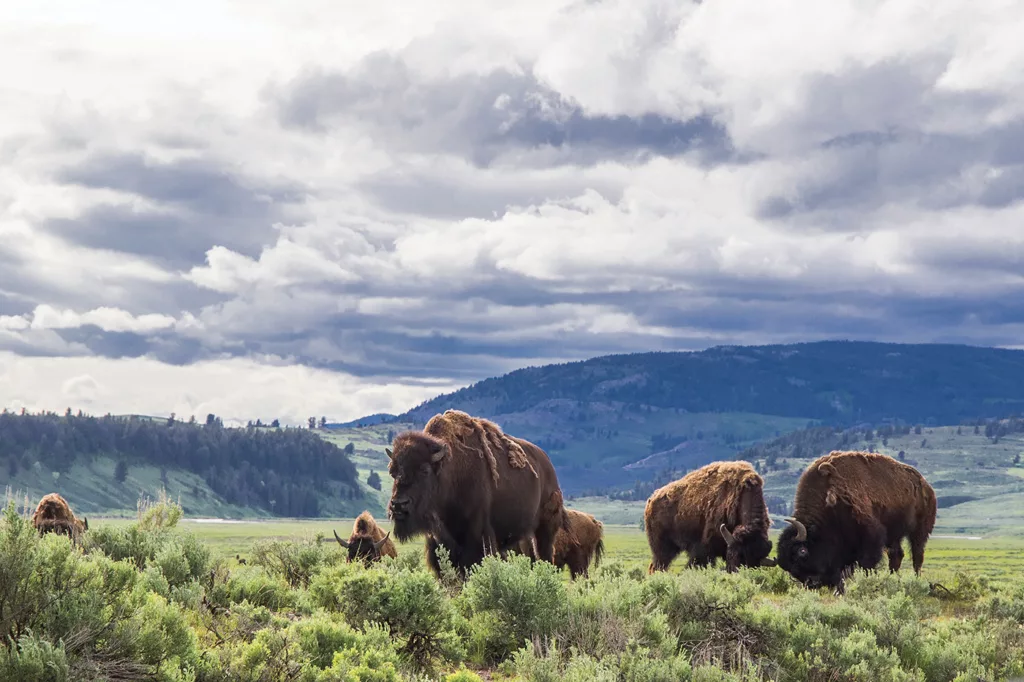 Six buffalo eat grass in the foreground, with the rolling hills of Yellowstone National Park visible in the background.