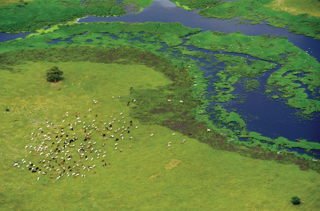 An aerial view of the Nile River in South Sudan, showing blue water, green grass, and numerous cattle grazing.