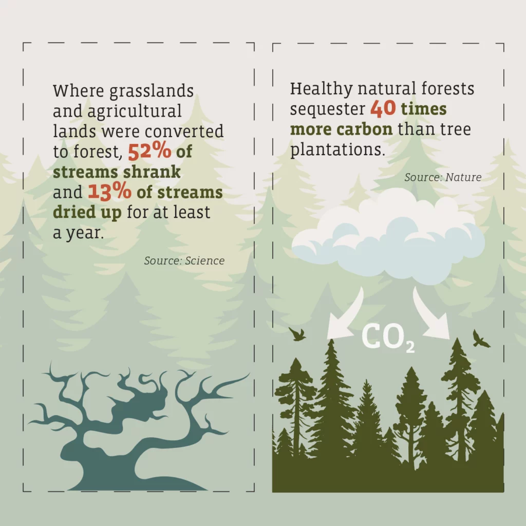 Illustrated pine trees serve as the background for the following text:
Where grasslands and agricultural lands were converted to forest, 52% of streams shrank and 13% of streams dried up for at least a year. Source: Science
Healthy natural forests sequester 40 times more carbon than tree plantations. Source: Nature.