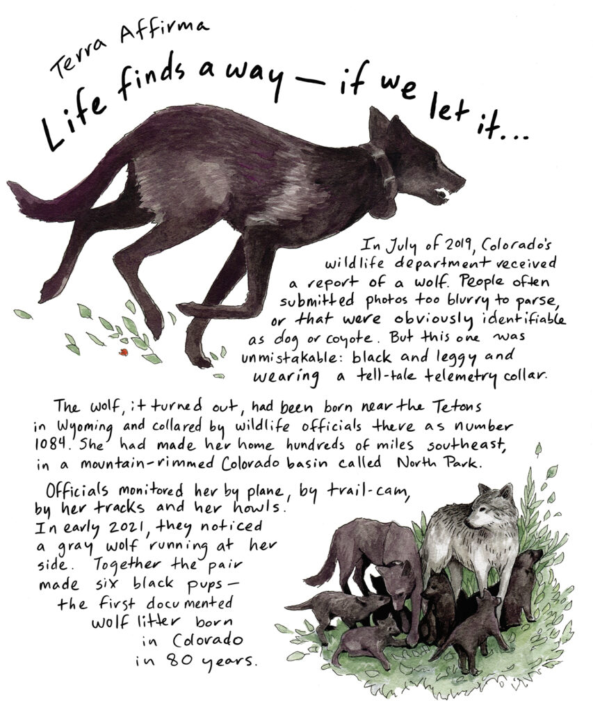 An illustrated image of a black wolf wearing a telemetry collar appears at top left. In bottom right, an adult grey wolf is pictured next to the same black wolf, and the two are surrounded by a litter of wolf pups. Handwritten text between the two illustrations reads: In July of 2019, Colorado’s wildlife department received a report of a wolf. People often submitted photos too blurry to parse, or that featured obviously identifiable dogs or coyotes. But the subject of this one was unmistakable: black and leggy and wearing a telltale telemetry collar.
It turned out the wolf had been born near the Tetons in Wyoming and collared by wildlife officials there as F1084. She had made her home hundreds of miles southeast, in a mountain-rimmed Colorado basin called North Park.
Officials monitored her by plane, by trail cam, by her tracks and her howls. In early 2021, they noticed a gray wolf running at her side. Together, the pair produced six black pups—the first documented wolf litter born in Colorado in 80 years.