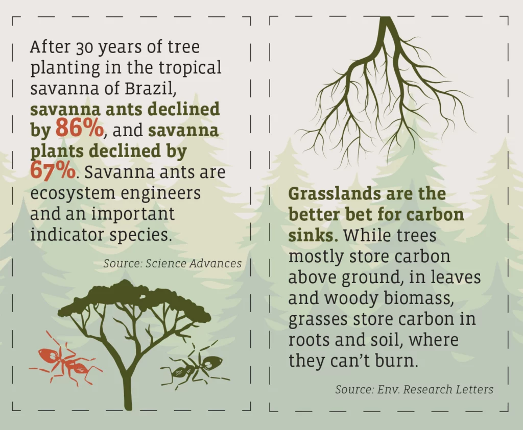 Text overlaid on illustrated tree background reads:
After 30 years of tree planting in the tropical savanna off Brazil, savanna ants declined by 86%, and savanna plants declined by 67%. Savanna ants are ecosystem engineers and an important indicator species. Source: Science Advances.
Grasslands are the better bet for carbon sinks. While trees mostly store carbon above ground, in leaves and woody biomass, grasses store carbon in roots and soil, where they can't burn. Source: Env. Research Letters.