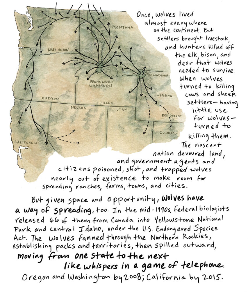 An illustrated map of the northwest quarter of the United States shows a path of arrows showing the migration paths of wolves, from Yellowstone in Wyoming and Frank Church Wilderness in Idaho, through Montana, Washington, Oregon, California, Nevada, Utah, and Colorado. Handwritten text reads: Once, wolves lived almost everywhere on the continent. But settlers brought livestock, and hunters killed off the elk, bison, and deer that wolves needed to survive. When wolves turned to killing cows and sheep, settlers—having little use for wolves—turned to killing them. The nascent nation devoured land, and government agents and citizens poisoned, shot, and trapped wolves nearly out of existence to make room for spreading ranches, farms, towns, and cities.

But given space and opportunity, wolves have a way of spreading too. In the mid-1990s, federal biologists released 66 of them from Canada into Yellowstone National Park and central Idaho, under the U.S. Endangered Species Act. The wolves fanned through the Northern Rockies, establishing packs and territories, then spilled outward, moving from one state to the next like whispers in a game of telephone. Oregon and Washington by 2008, California by 2015.