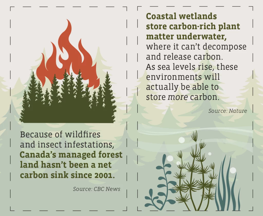 An illustrated burning forest appears above text reading: Because of wildfires and insect infestations, Canada's managed forest land has been a net carbon sink since 2001. Source: CBC News.
Illustrated kelp and seagrass appears below text reading: Coastal wetlands store carbon-rich plant matter underwater, where it can't decompose and release carbon. As sea levels rise, these environments will actually be able to store more carbon. Source: Nature.