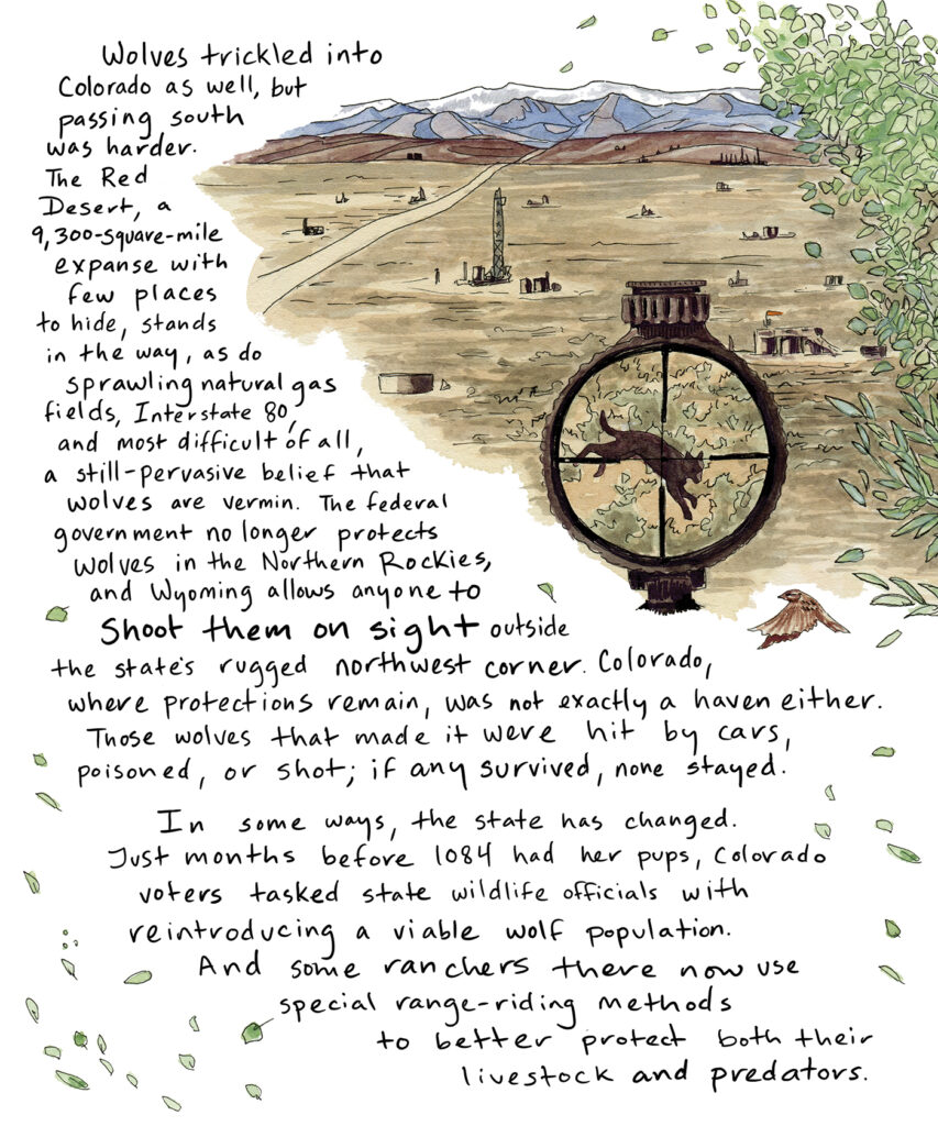 An illustrated landscape shows grassy plains and human industry in the foreground, with mountains in the background. Inside the crosshairs of what looks like a rifle spec is the black wolf. Text reads: Wolves trickled into Colorado as well, but passing south was harder. The Red Desert, a 9,300-square-mile expanse with few places to hide, stands in the way, as do sprawling natural gas fields, Interstate 80, and most difficult of all, a still-pervasive belief that wolves are vermin. The federal government no longer protects wolves in the Northern Rockies, and Wyoming allows anyone to shoot them on sight outside the state’s rugged northwest corner. Colorado, where protections remain, was not exactly a haven, either. Those wolves that made it were hit by cars, poisoned, or shot; if any survived, none stayed.

In some ways, the state has changed. Just months before F1084 had her pups, Colorado voters tasked state wildlife officials with reintroducing a viable wolf population. And some ranchers there now use special range-riding methods to better protect both their livestock and predators.