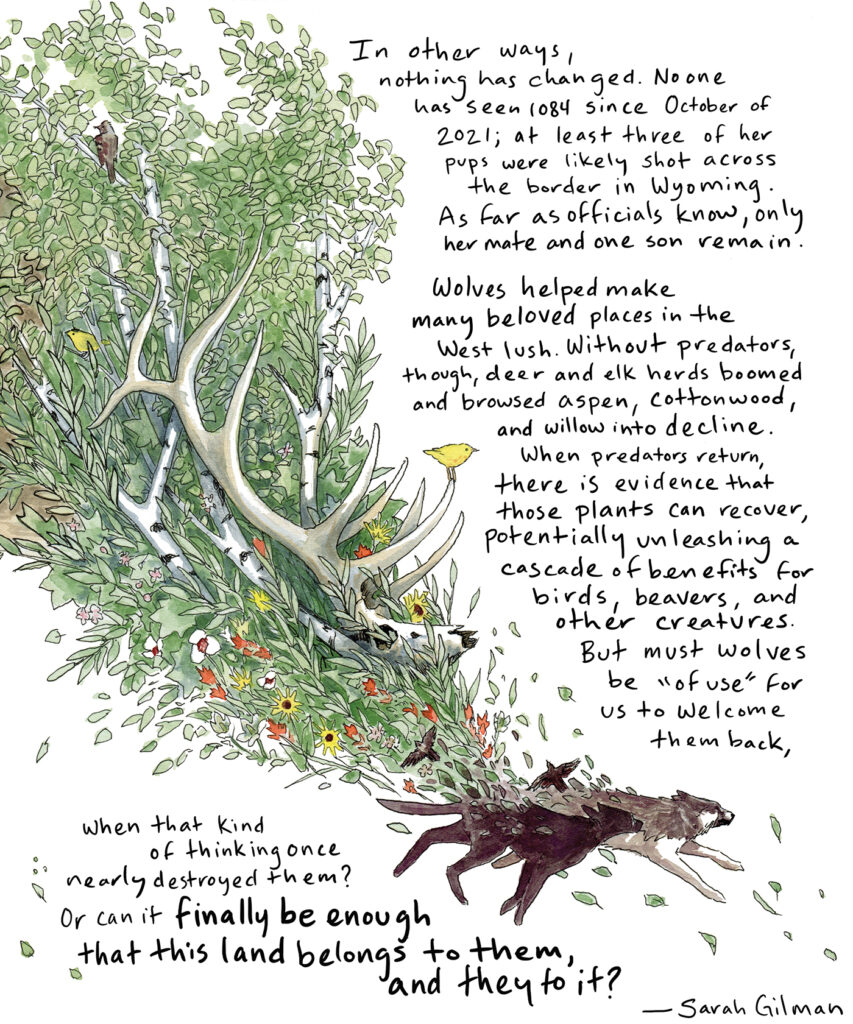 The black and gray wolves are pictured at the bottom of the illustration, with flowers, leaves, Aspen trees, and an elk skull arising from the flurry of leaves trailing behind the wolves. Text reads: In other ways, nothing has changed. No one has seen F1084 since October of 2021; at least three of her pups were likely shot across the border in Wyoming. As far as officials know, only her mate and one son remain. Another pack that was confirmed farther west shortly after she arrived in 2019 is also gone. 


Wolves helped make many beloved places in the West lush. Without predators, though, deer and elk herds boomed and browsed aspen, cottonwood, and willow into decline. When predators return, there is evidence that those plants can recover, potentially unleashing cascading benefits for birds, beavers, and other creatures—including the smaller elk and deer herds that remain. But must wolves be “of use” for us to welcome them back, when that kind of thinking once nearly destroyed them?
Or can it finally be enough that this land belongs to them, and they to it?
