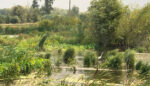 The Surprising Power of Wastewater Wetlands