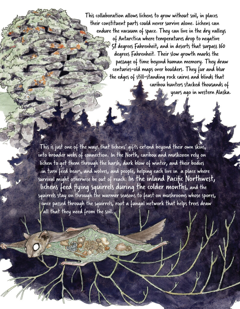 An illustrated rock formation, covered in moss, sits left of text reading: This collaboration allows lichens to grow without soil, in places their constituent parts could never survive alone. Lichens can endure the vacuum of space. They can live in the dry valleys of Antarctica where temperatures drop to negative 58 degrees Fahrenheit, and in deserts that surpass 160 degrees Fahrenheit. Their slow growth marks the passage of time beyond human memory. They draw centuries-old maps over boulders. They fur and blur the edges of still-standing cairns and blinds that caribou hunters stacked from fractured lava flows thousands of years ago in western Alaska."
The bottom half of the image depicts a dark outline of trees and a flying squirrel, with text overlaid reading: "This is just one of the ways that lichens’ gifts extend beyond their own skins, into broader webs of connection. In the North, caribou, reindeer, and muskoxen rely on lichen to get them through the harsh, dark blow of winter, and their bodies in turn feed bears, and wolves, and people, helping each live in a place where survival might otherwise be out of reach. In the inland Pacific Northwest, lichens feed flying squirrels during the colder months, and the squirrels stay on through the warmer seasons to feast on mushrooms whose spores, once passed through the squirrels, root a fungal soil network that helps trees draw all that they need from the soil."