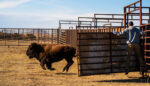 Rewilding the American Serengeti