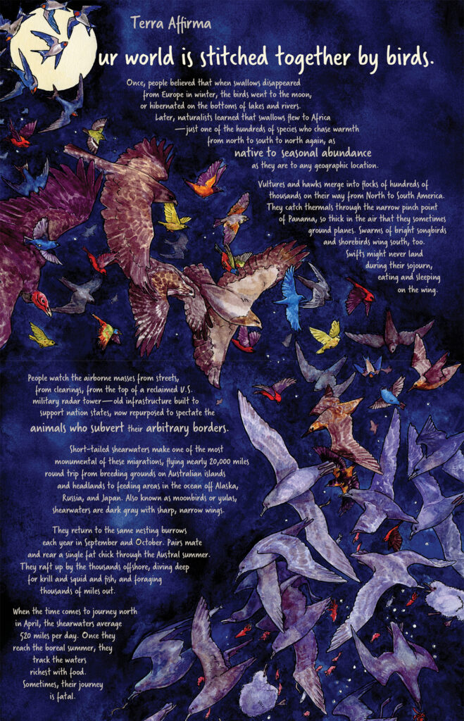 An full-page illustration by Sarah Gilman that has a deep purple-blue background. A spiral of birds cascades down the middle. Handwritten text reads:
Once, people believed that when swallows disappeared from Europe in winter, the birds went to the moon, or hibernated on the bottoms of lakes and rivers. Later, naturalists learned that swallows flew to Africa—just one of the hundreds of species who chase temperance from north to south to north again, as native to seasonal abundance as they are to any geographic location.
Vultures and hawks merge into flocks of hundreds of thousands on their way from North to South America. They catch thermals through the narrow pinch point of Panama, so thick in the air that they sometimes ground planes. Swarms of bright songbirds and shorebirds wing south, too. Swifts might never land during their southern sojourn, eating and sleeping on the wing. People watch the airborne masses from streets, from clearings, from the top of a reclaimed U.S. military radar tower—old infrastructure built to support nation states, now repurposed to spectate the animals who subvert their arbitrary borders.
Short-tailed shearwaters make one of the most monumental of these migrations, flying nearly 20,000 miles round trip from breeding grounds on Australian islands and headlands to feeding areas in the ocean off Alaska, Russia, and Japan. Also known as moonbirds or yulas, shearwaters are dark gray with sharp, narrow wings. They return to the same nesting burrows each year in September and October. Pairs mate and rear a single fat chick through the Austral summer. They raft up by the thousands offshore, diving deep for krill and squid and fish, and foraging thousands of miles out. When the time comes to journey north in April, the shearwaters average 520 miles per day. Once they reach the boreal summer, they track the waters richest with food. Sometimes, their journey is fatal.