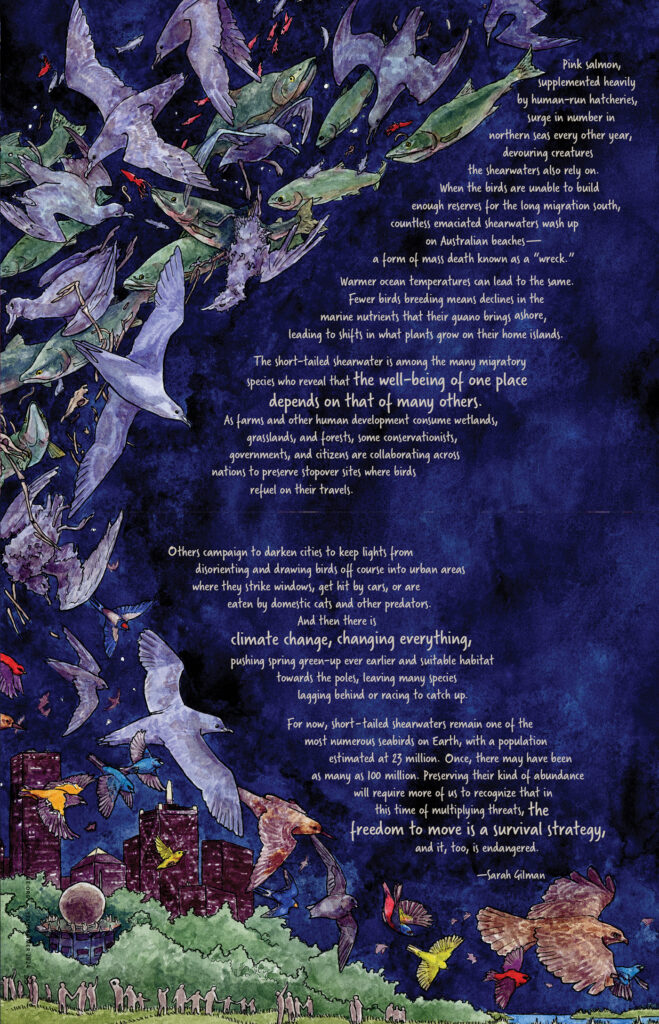 The illustration continues on this page. The cascade of birds contines to dive, only this time there are green-scaled salmon in their mouths. In the bottom left-hand corner is an urban park with human figures watching the night sky. Here is the handwritten text: 

Pink salmon, supplemented heavily by human-run hatcheries, surge in number in northern seas every other year, devouring creatures the shearwaters also rely on. When the birds are unable to build enough reserves for the long migration south, countless emaciated shearwaters wash up on Australian beaches—a form of mass death known as a “wreck.” Warmer ocean temperatures can lead to the same. Fewer birds breeding means declines in the marine nutrients that their guano brings, leading to shifts in what plants grow on their home islands. 

The short-tailed shearwater is among the many migratory species who reveal that the well-being of one place depends on that of many others. As farms and other human development consume wetlands, grasslands, and forests, some conservationists, governments, and citizens are collaborating across nations to preserve stopover sites where birds refuel on their travels. Others campaign to darken cities to keep lights from disorienting and drawing birds off course into urban areas where they strike windows, get hit by cars, or are eaten by domestic cats and other predators. And then there is climate change, changing everything, pushing spring green-up ever earlier and suitable habitat farther northward, leaving many species lagging behind or racing to catch up.          	
For now, short-tailed shearwaters remain one of most numerous seabirds on Earth, with a population estimated at 23 million. Once, there may have been as many as 100 million. Preserving their kind of abundance will require more of us to recognize that in this time of multiplying threats, the freedom to move is a survival strategy, and it, too, is endangered. 