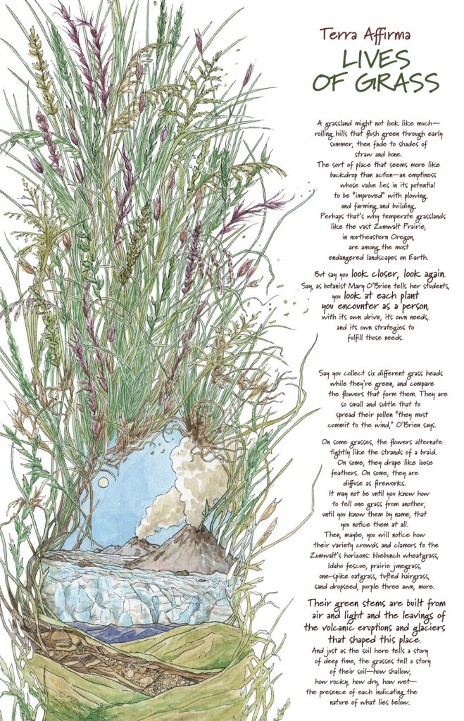 An illustrated rendering of grass, with purple blossoms frames an illustration of hills, glaciers, and volcanos. To the right of the image is text reading: A grassland might not look like much—rolling hills that flush green through early summer, then fade to shades of straw and bone. The sort of place that seems more like backdrop than action—an emptiness whose value lies in its potential to be “improved” with plowing and farming and building. Perhaps that’s why temperate grasslands like the vast Zumwalt Prairie, in northeastern Oregon, are among the most endangered landscapes on Earth.
But say you look closer, look again. Say, as botanist Mary O’Brien tells her students, you look at each plant you encounter as a person, with its own drive, its own needs, and its own strategies to fulfill those needs. Say you collect six different grass heads while they’re green, and compare the flowers that form them. They are so small and subtle that to spread their pollen “they must commit to the wind,” O’Brien says. On some grasses, the flowers alternate tightly like the strands of a braid. On some, they drape like loose feathers. On some, they are diffuse as fireworks. It may not be until you know how to tell one grass from another, until you know them by name, that you notice them at all. Then, maybe, you will notice how their variety crowds and clamors to the Zumwalt’s horizons: bluebunch wheatgrass, Idaho fescue, prairie junegrass, one-spike oatgrass, tufted hairgrass, sand dropseed, purple three awn, more.
Their green stems are built from air and light and the leavings of the volcanic eruptions and glaciers that shaped this place. And just as the soil here tells a story of deep time, the grasses tell a story of their soil—how shallow, how rocky, how arid, how wet—the presence of each indicating the nature of what lies below.