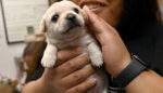 A More Humane Future for Shelter Animals