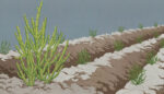 A Crop for a Saltier Future?