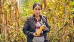 Seed Banks Buffer Central American Farmers Against Climate Change